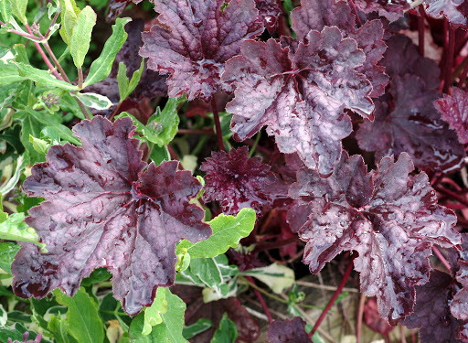 Heuchera americana 'Chocolate Veil'